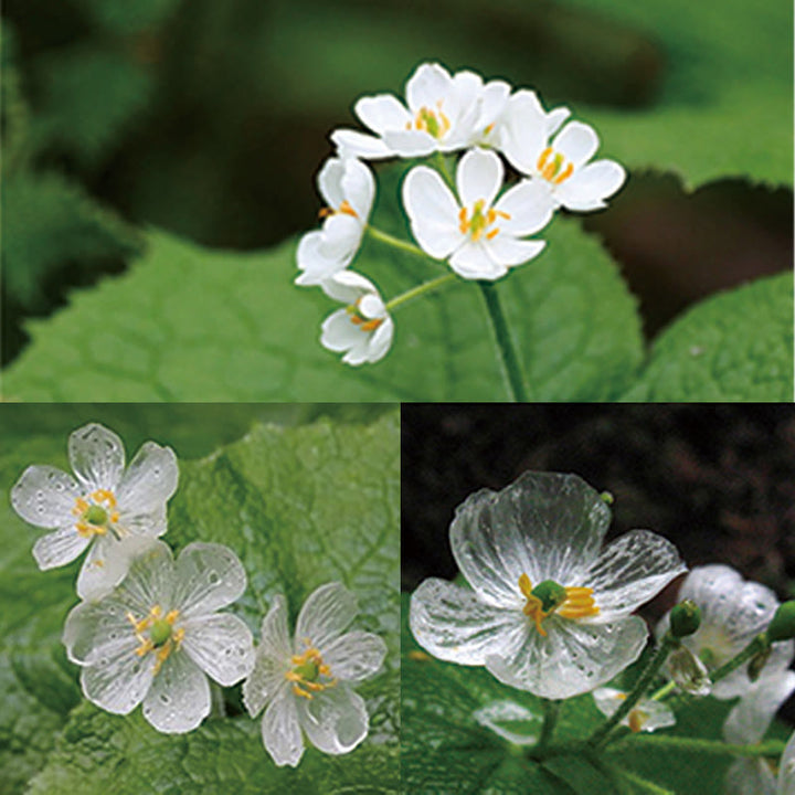 Anillo curativo ajustable con diseño de flor de esqueleto de cristal blanco de plata de ley 925 con Buddha Stones - image 14