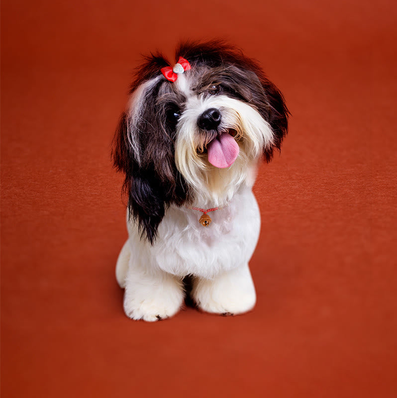 Collar para mascotas con cuentas de madera de durazno y cuerda roja de Buddha Stones, ajustable y resistente, para gatos y perros pequeños. - image 11